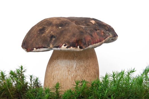 one boletus aereus on musk  isolated on white background