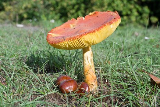 green meadow with an adult Amanita Caesarea mushroom