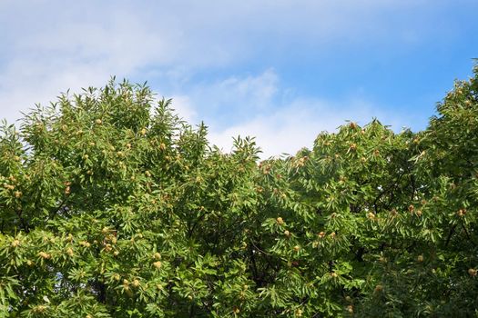 autumnal landscape with chestnut tree wood in Liguria, Italy
