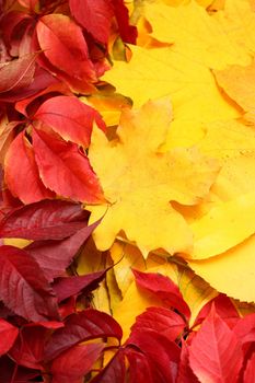 Red and yellow autumn leaves shaped in an L frame
