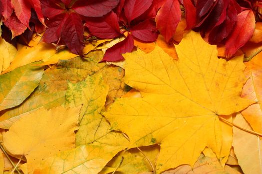 Yellow autumn leaves background