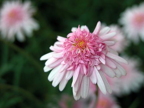 Typical flower in the Dolomites Mountains, Italy