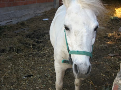 Little black horse, close up