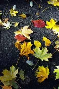 Red and yellow leafs on a road
