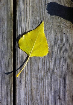 autumn background with colored leave on wooden board