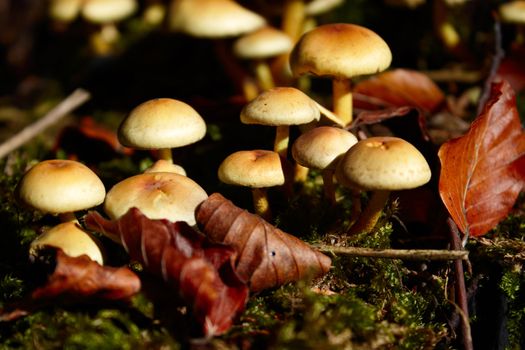 Closeup of wild mushrooms in a forest 