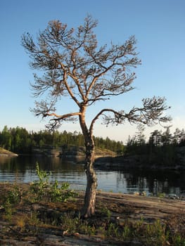 Beautiful tree on island