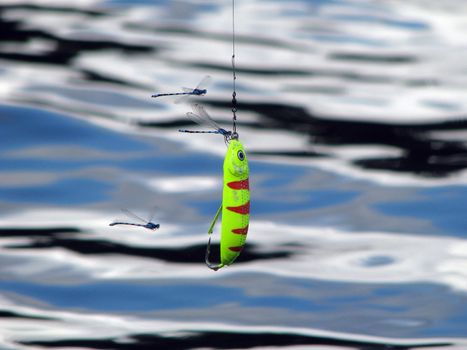 Dragonflies attack a wobbler