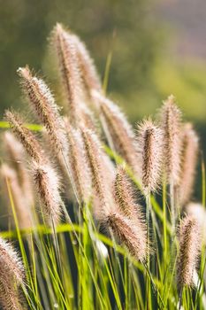 Ears of Chinese Fountain Grass with sunshine in autumn 