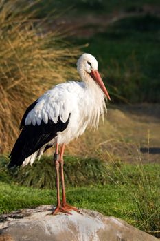 European white stork in autumn standing on rock 