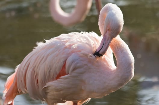 Pink flamingo in sunshine cleaning up feathers