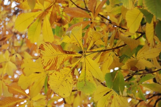 A view of yellow leaves during the fall