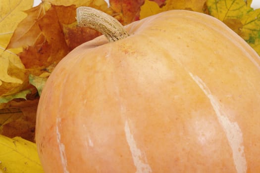 The big pumpkin lays on autumn leaf                               