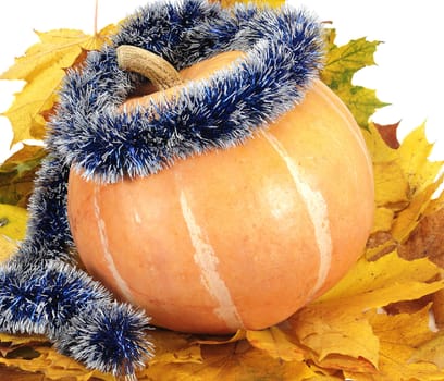 The big pumpkin lays on autumn leaf                                