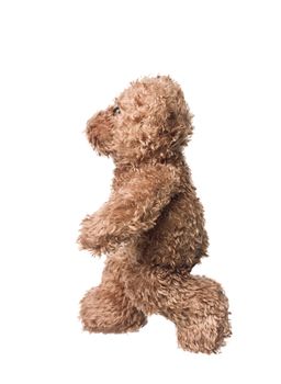 Walking teddy bear isolated on white background