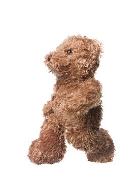 Walking teddy bear isolated on white background