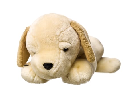 Toy Dog isolated on white background