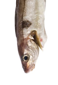 Cod isolated on white background