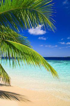 Tropical Paradise at Maldives with palms and blue sky