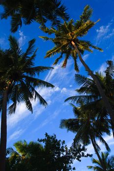 coconut trees couple on blue sky in paradiese