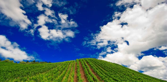 Vineyard rows in Germany