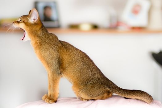 young Abyssinian cat in action