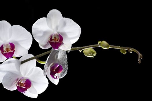 white orchids with dew drops isolated on black