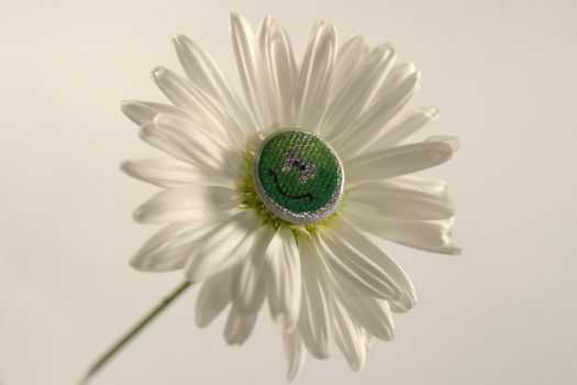 white daisy with smile in center