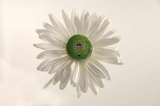 white daisy with smile in center