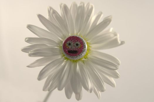 white daisy with smile in center