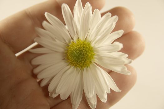 daisy in hand