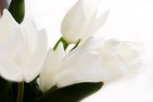 Bouquet of white tulips over white