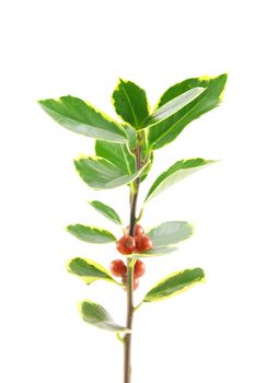 Single sprig of green holly with red berries on a white background