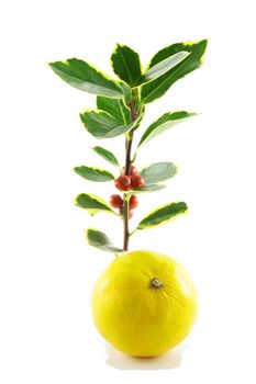 Single sprig of green holly with red berries and a single satsuma on a white background