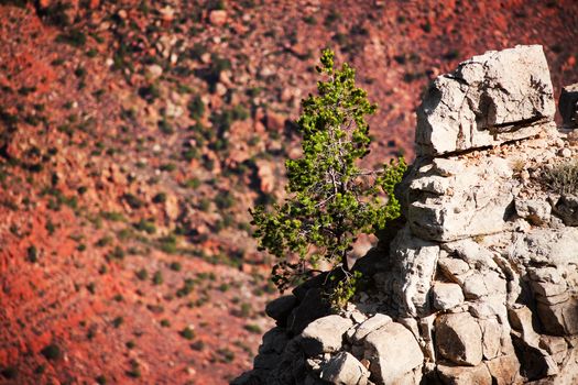Pine tree on a rocky outcropping in the Grand canyon