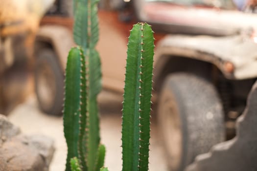 desert cactus over the offroad car - shallow DOF