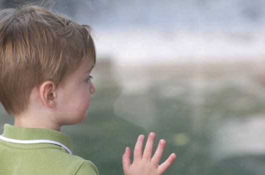 A cute little boy peers through the glass at the Denver Zoo, looking at the animals on the other side.