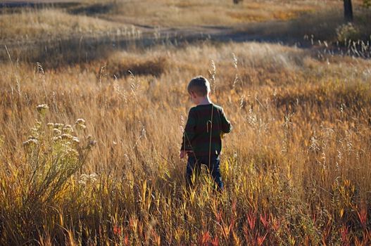 A boy walks around in a field full of red and orange grasses in the Fall in Colorado.