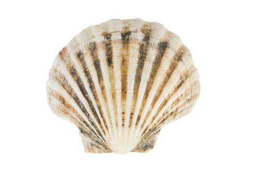 seashell with clippint path isolated on white background