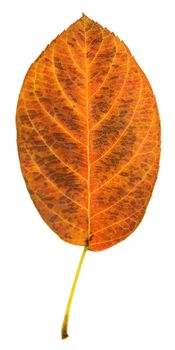 A serviceberry leaf in fall color isolated on a white background.
