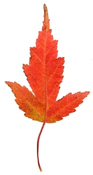 A maple leaf in fall color isolated on a white background.
