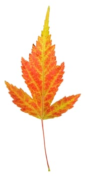 A maple leaf in fall color isolated on a white background.
