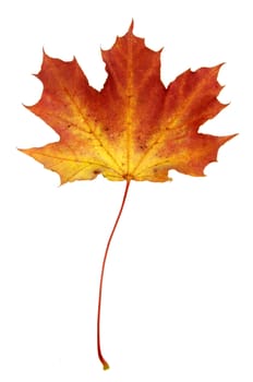 A maple leaf in fall color isolated on a white background.
