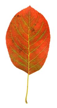 A serviceberry leaf in fall color isolated on a white background.
