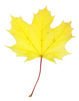 A maple leaf in fall color isolated on a white background.
