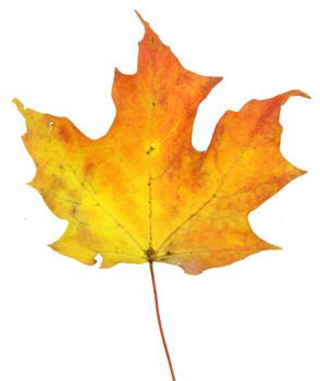 A maple leaf in fall color isolated on a white background.
