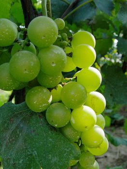 Mature grape vineyards