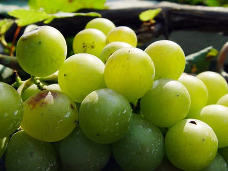 Mature grape vineyards