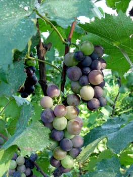 Mature grape vineyards