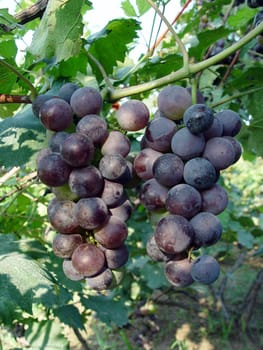 Mature grape vineyards